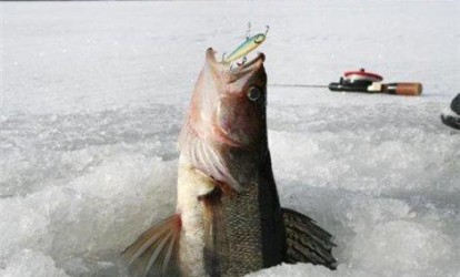 Судак, зимняя рыбалка