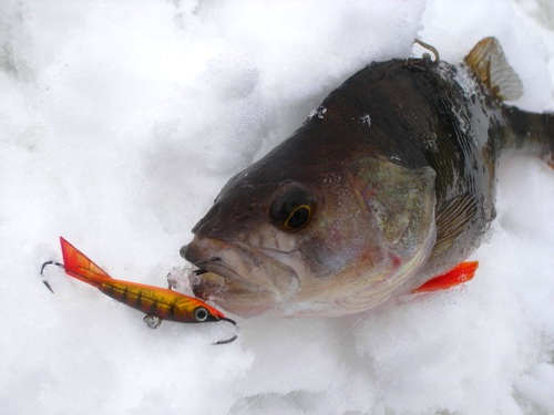 Зимняя рыбалка, балансир, окунь, ловля, приманка, блесна.
