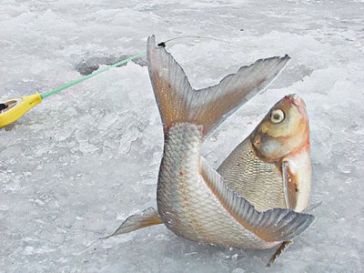 Зимняя рыбалка, лещ